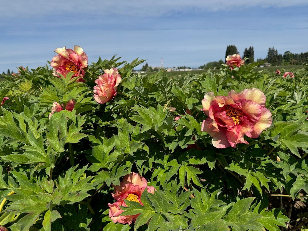 Paeonia 'Ruffled Sunset' 03.jpeg