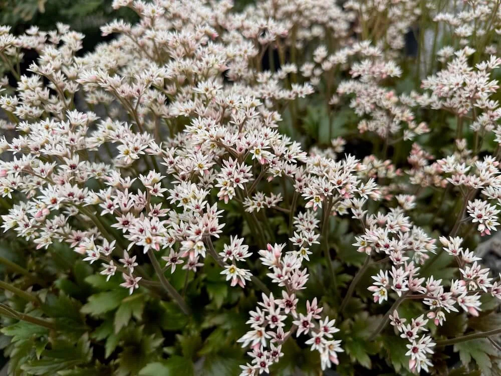 Mukdenia rosii 'Crimson Fans' 08.jpeg