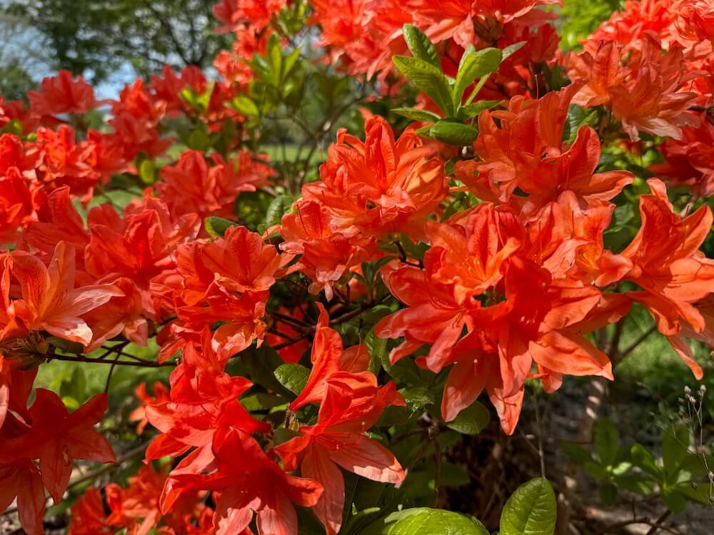 Rhododendron × molle ‘Koster’s Brilliant Red’ 05.jpeg