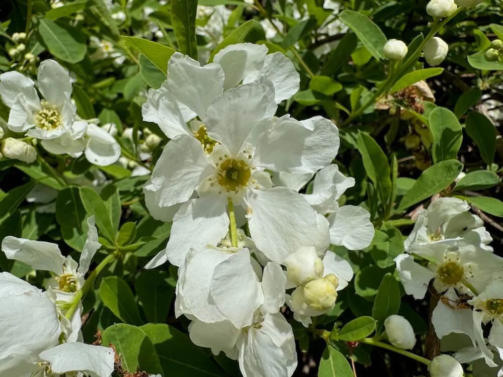 Exochorda x macrantha 'The Bride' 01.jpeg