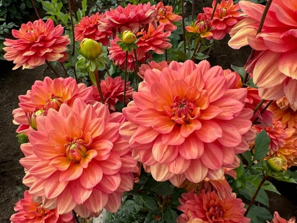 Dahlia 'Lora Ashley' | Lora Ashley Dahlia