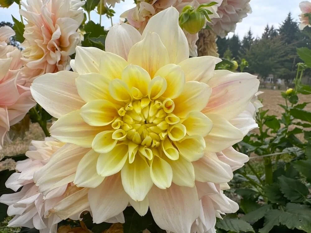 Dahlia 'Break Out' 01.jpeg