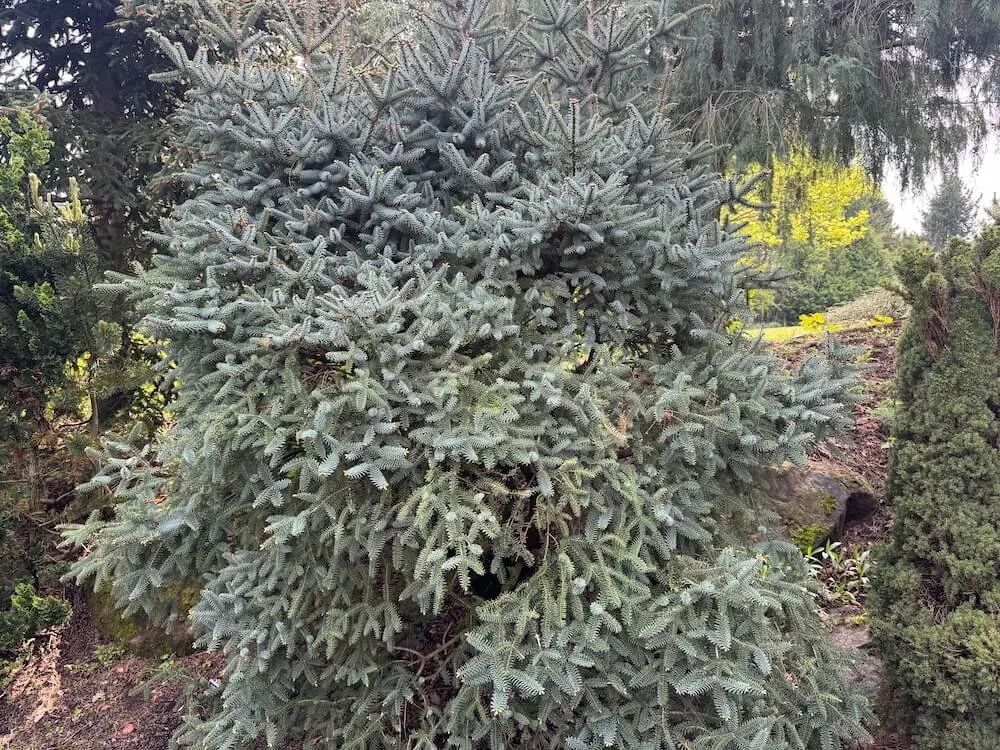 Abies pinsapo 'Horstmann' 03.jpeg