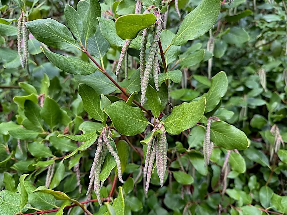 Garrya x issaquahensis 'Carl English' 01.jpeg
