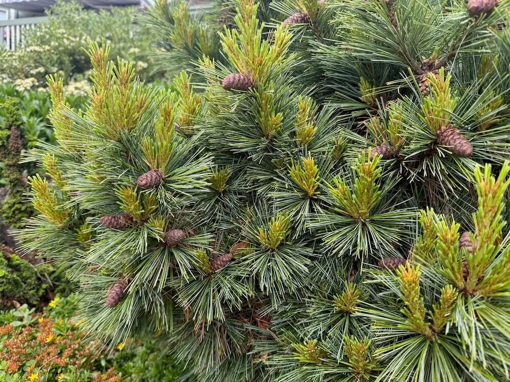 Pinus monticola 'Halloween Broom' 01.jpeg