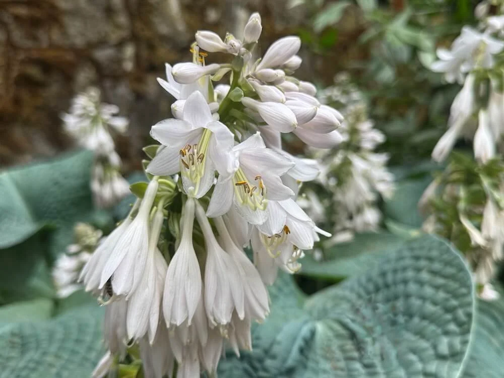 Hosta sieboldiana 'Elegans' 06.jpeg
