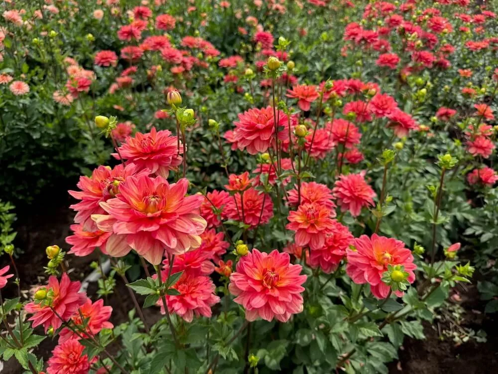 Dahlia 'Lora Ashley' 05.jpeg