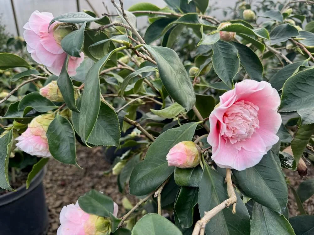 Camellia japonica 'Elegans Splendor' 03.jpeg