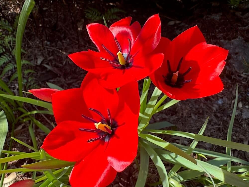 Tulipa montana 02.jpeg