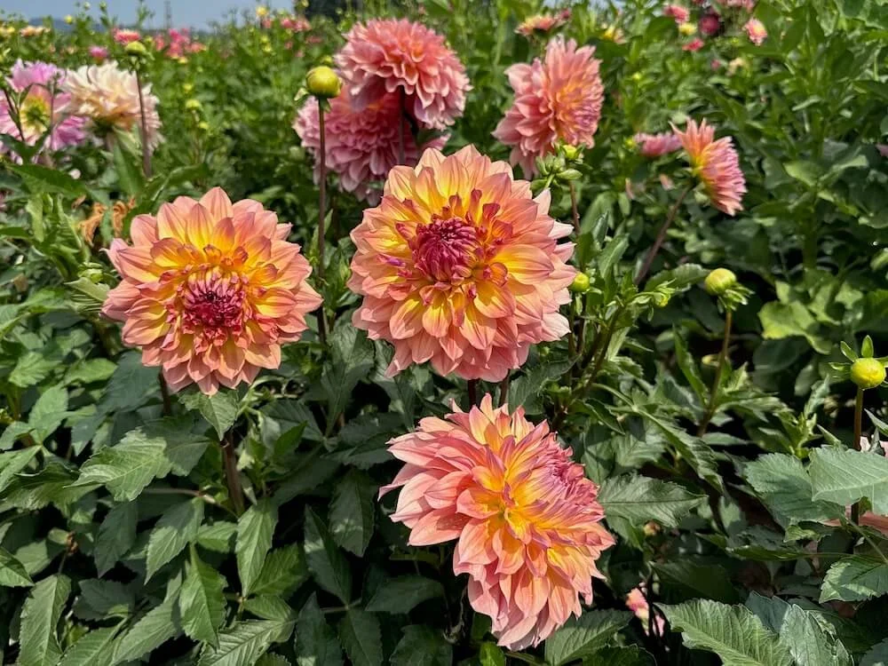 Dahlia 'Papageno' 03.jpeg