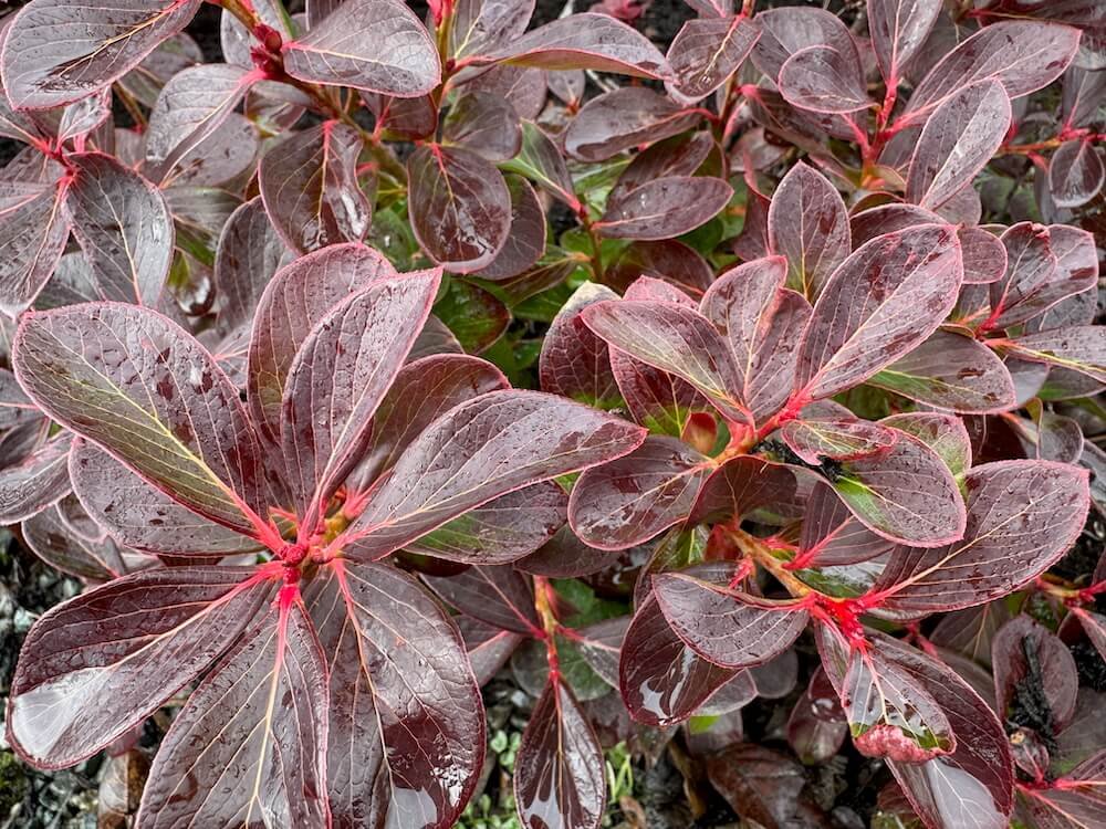 Vaccinium glaucoalbum | Himalayan Huckleberry