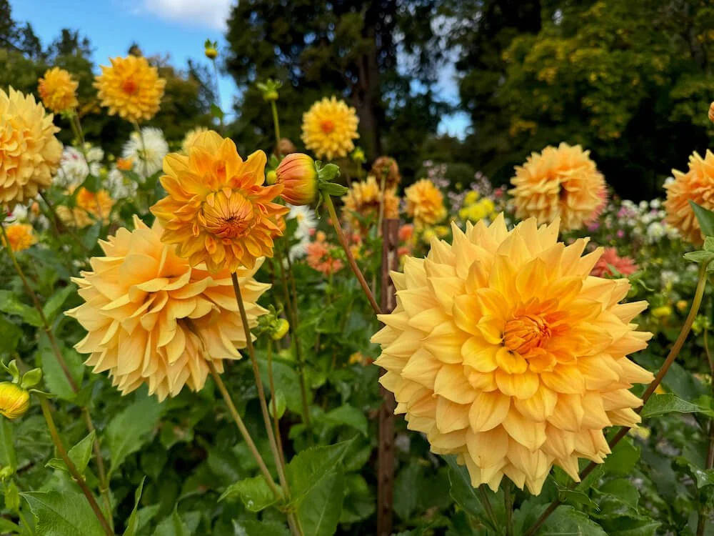 Dahlia 'Dragonfly Sherbet' 01.jpeg