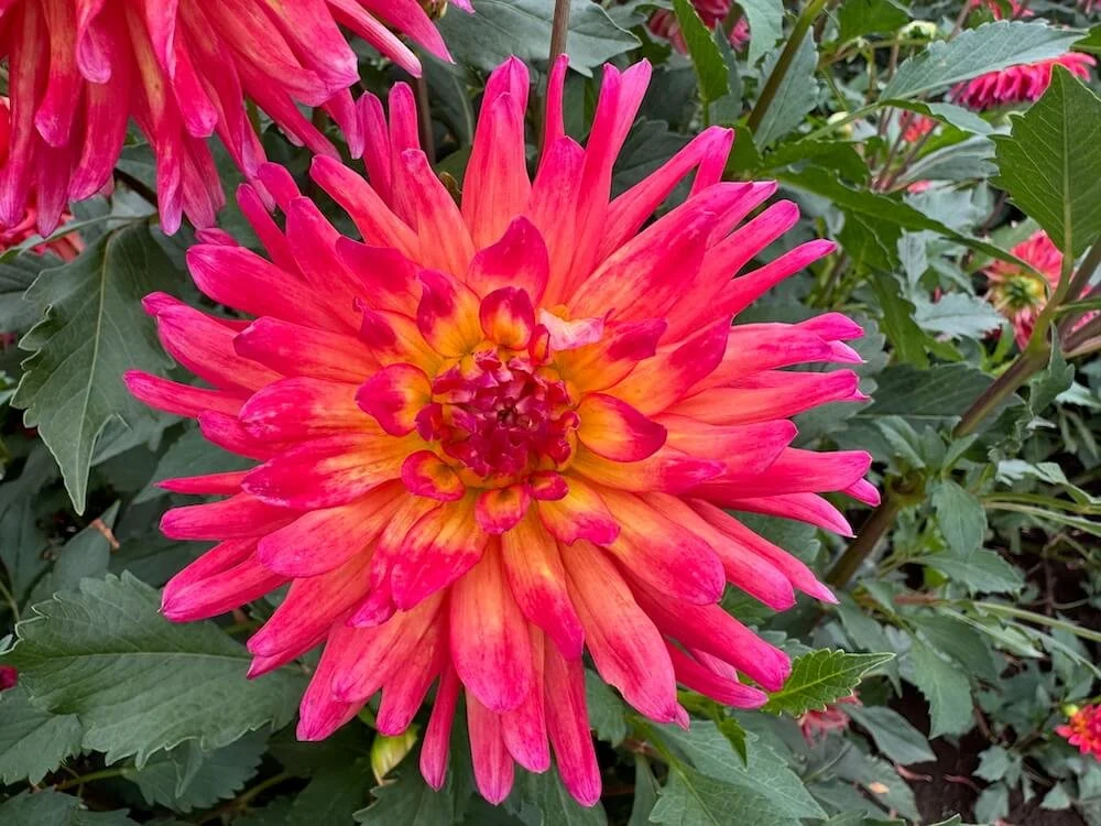 Dahlia 'Dragonberry' 07.jpeg