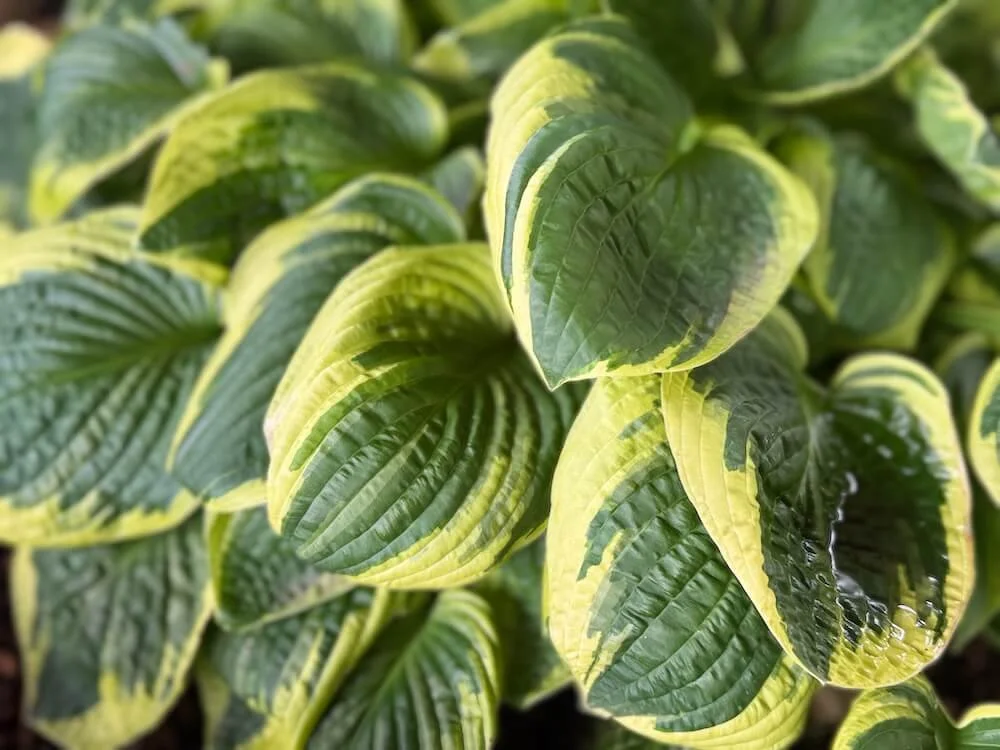Hosta x 'Wild Brim' 01.jpeg