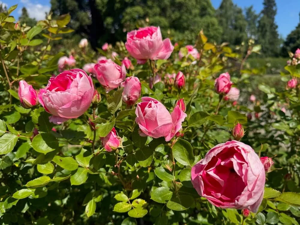 Rosa 'Carefree Wonder' 04.jpeg