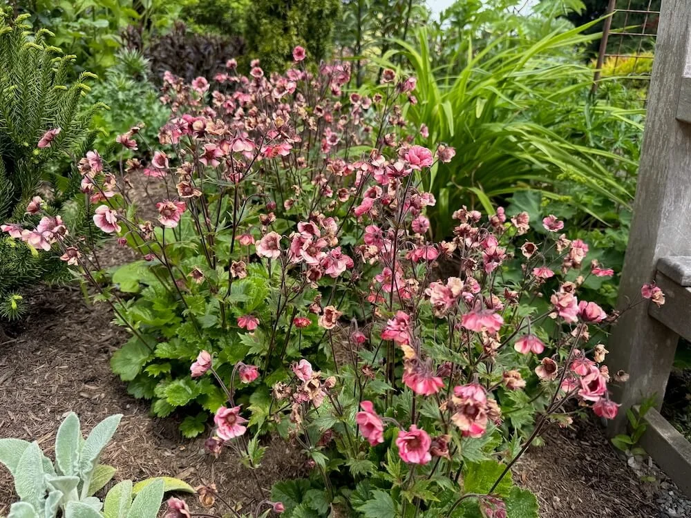 Geum 'Tempo Rose' 03.jpeg