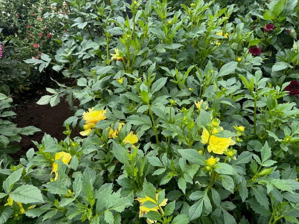 Dahlia 'Lovely Rita' 03.jpeg