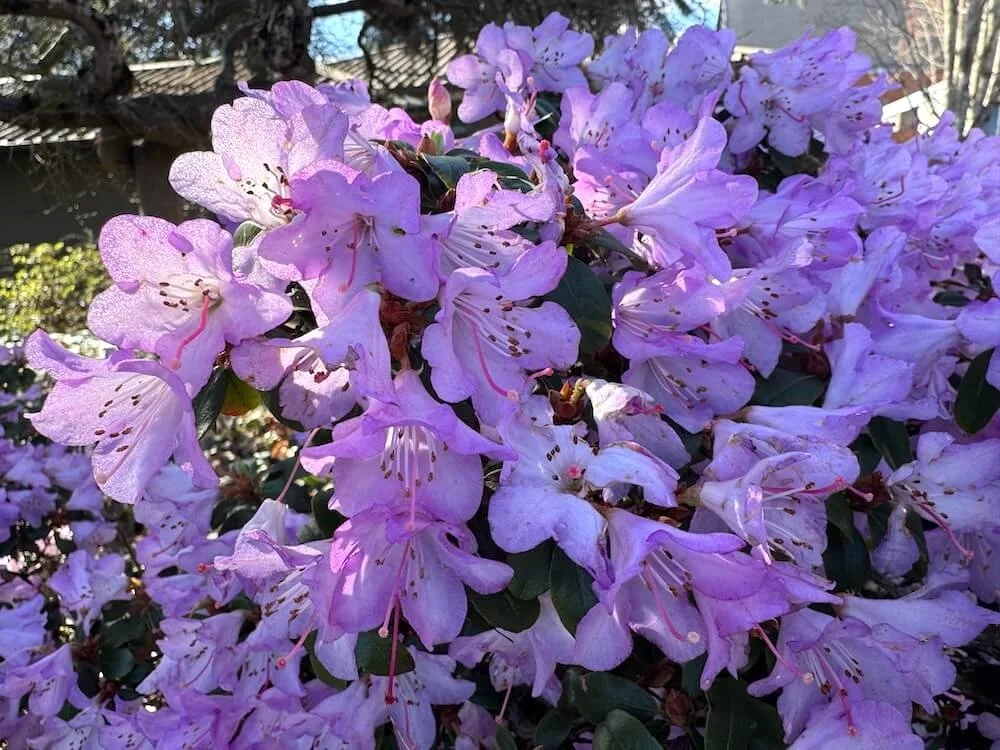 Rhododendron yungningense 04.jpeg