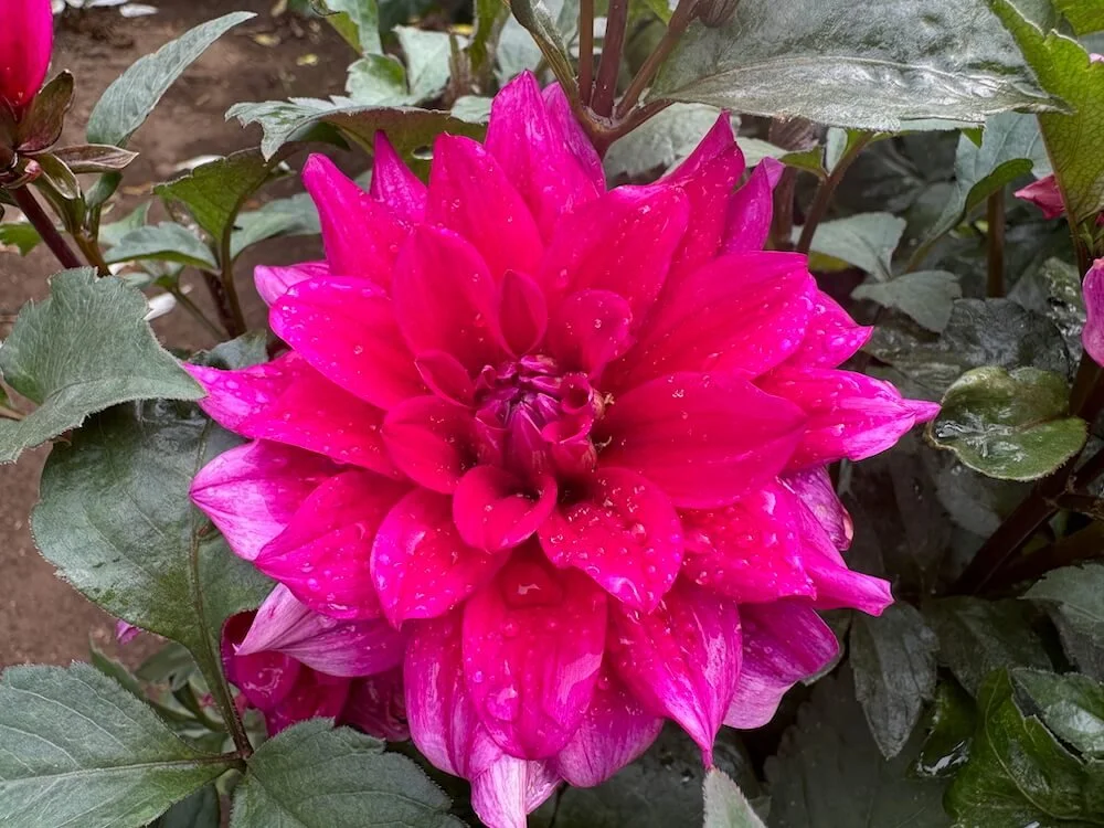 Dahlia 'Sayonara' 04.jpeg