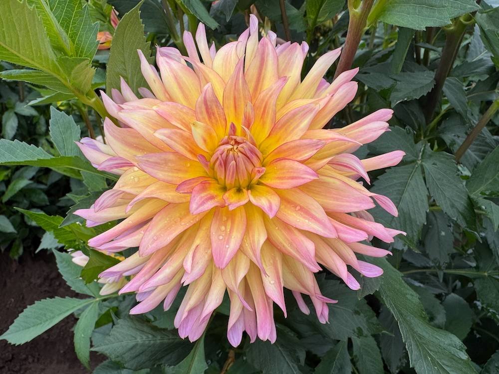 Dahlia 'Cabana Banana' 05.jpeg