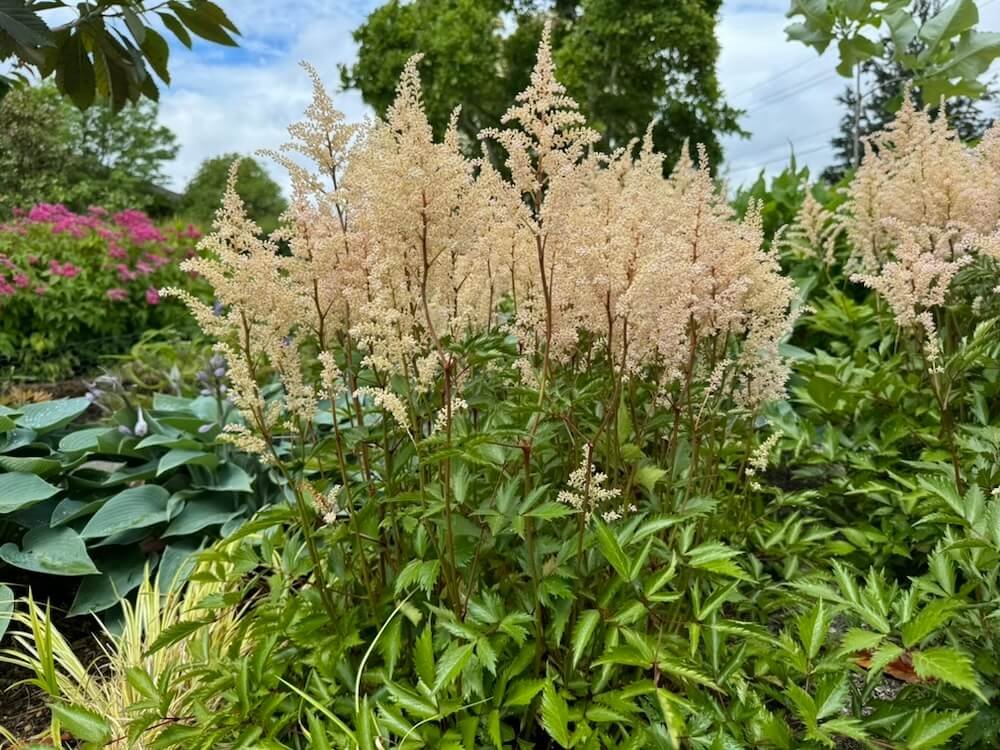 Astilbe x arendsii 'Washington' 02.jpeg