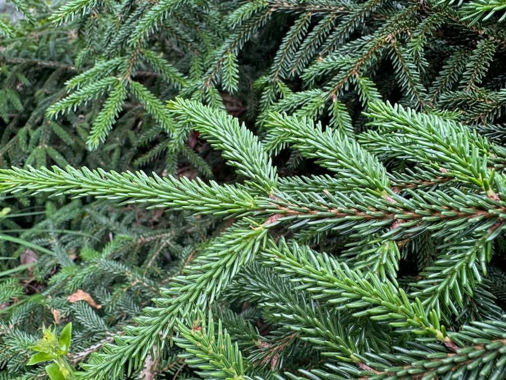 Picea orientalis 'Ferny Creek Prostrate' 02.jpeg