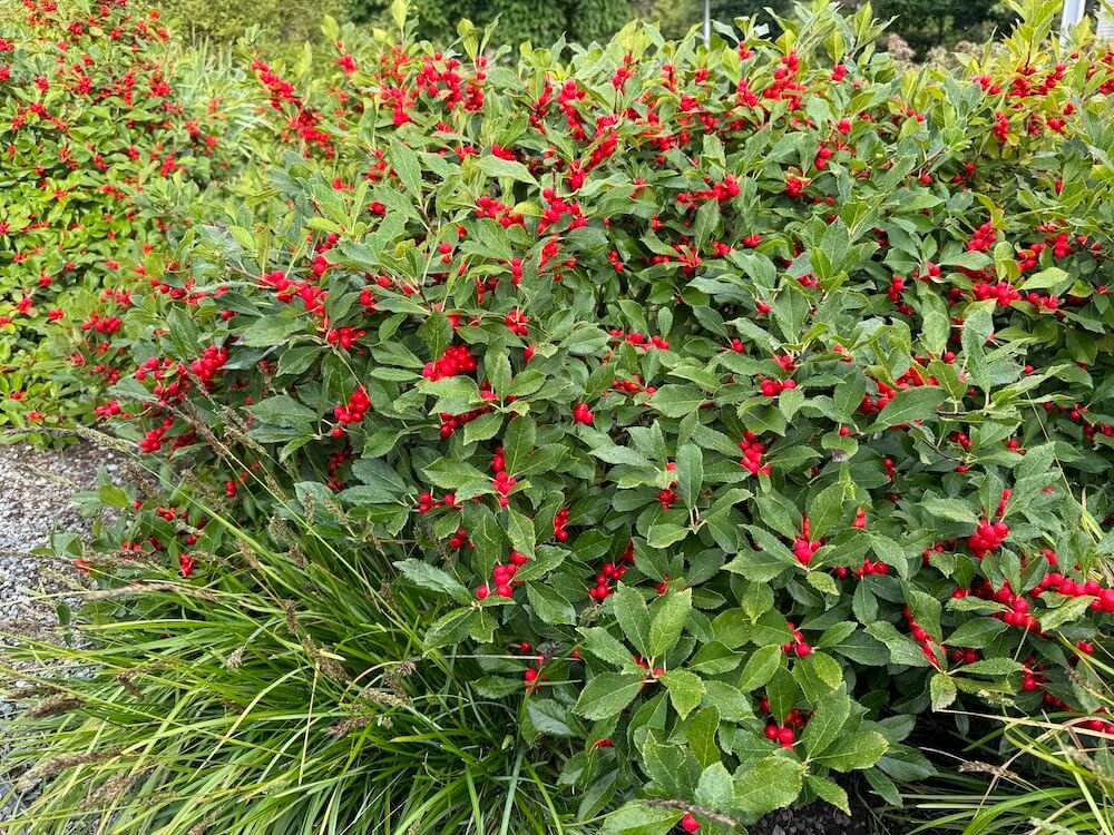 Ilex verticillata 'Red Sprite' 03.jpg