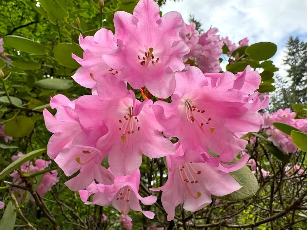 Rhododendron orbiculare 01.jpeg