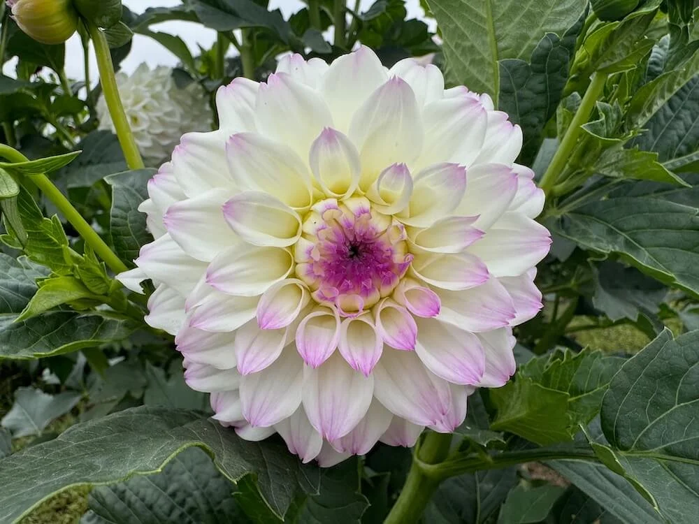 Dahlia 'Eveline' 05.jpeg