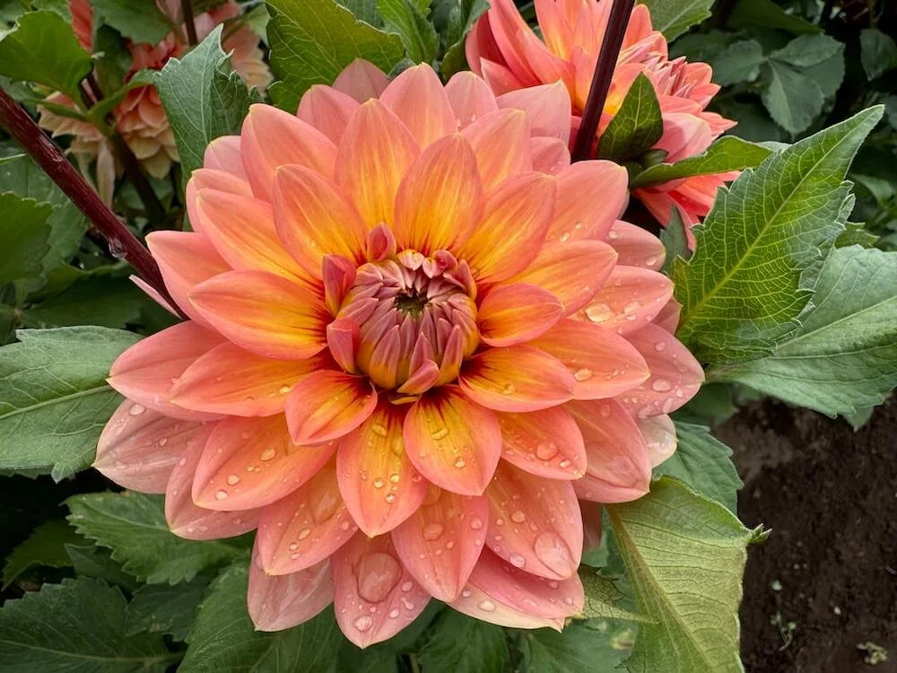 Nicholas Dahlia 08.jpeg