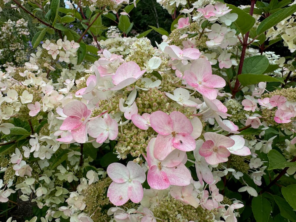 Hydrangea paniculata 'Wim's Red' 08.jpeg