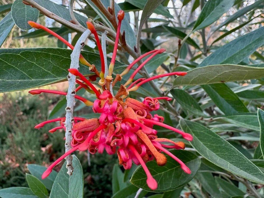 Grevillea victoriae 04.jpeg