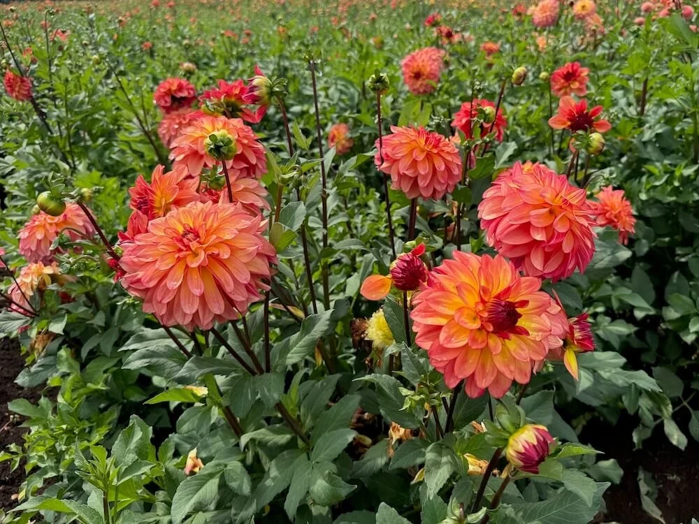 Dahlia 'Mai Tai' 09.jpeg