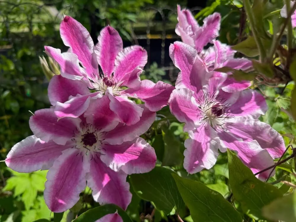 Clematis patens 'Souvenir du Capitaine Thuilleaux' | Souvenir du Capitaine Thuilleaux Clematis