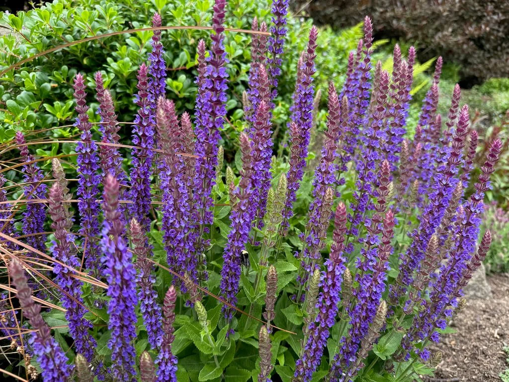 Salvia x sylvestris 'May Night' 03.jpeg