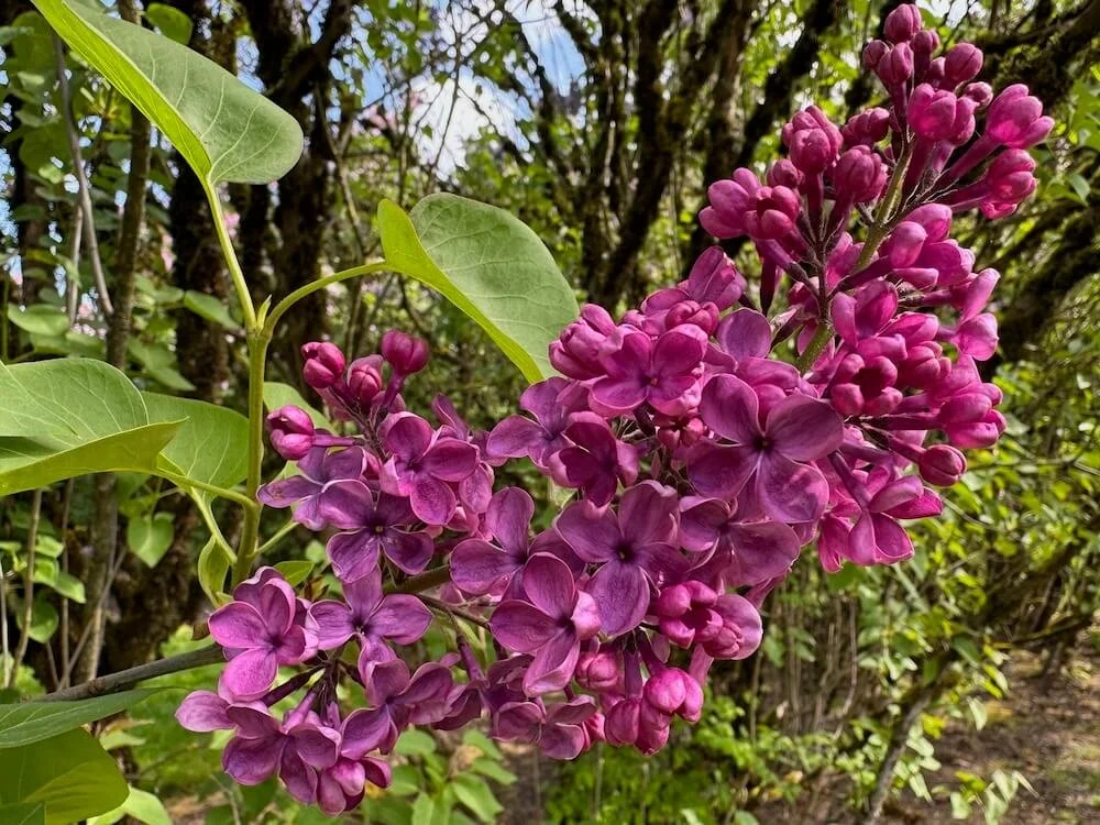 Syringa vulgaris 'City of Gresham' 01.jpeg