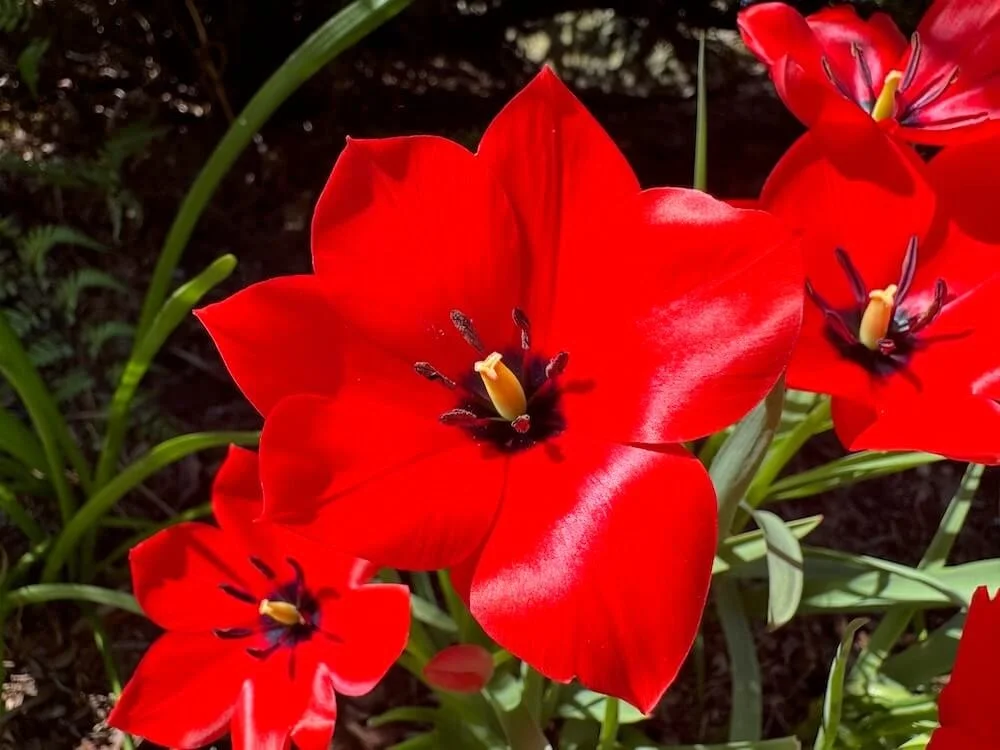 Tulipa montana | Mountain Tulip