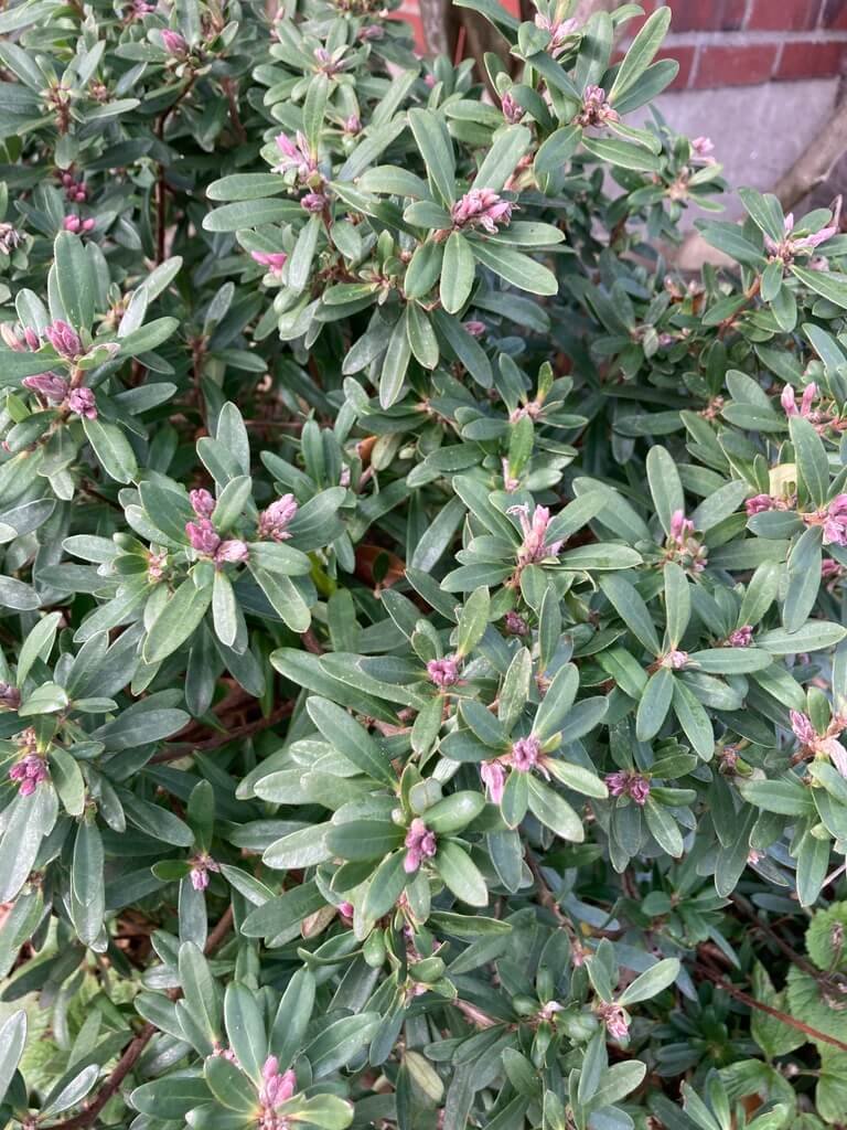 Daphne x transatlantica 'Pink Fragrance' 04.jpeg