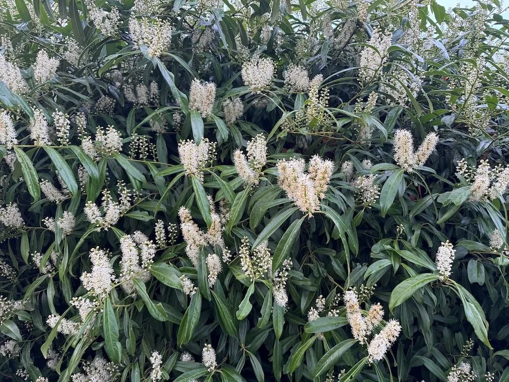 Prunus laurocerasus 'Zabeliana' | Zabel's Cherry Laurel