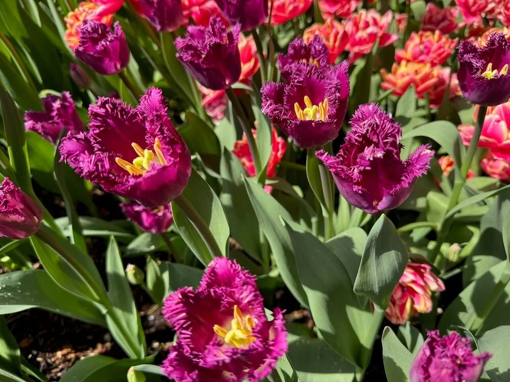 Tulipa 'San George' 04.jpeg