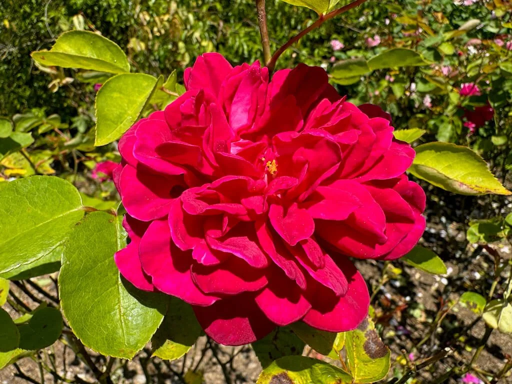 Rosa 'Auslot' 02.jpeg