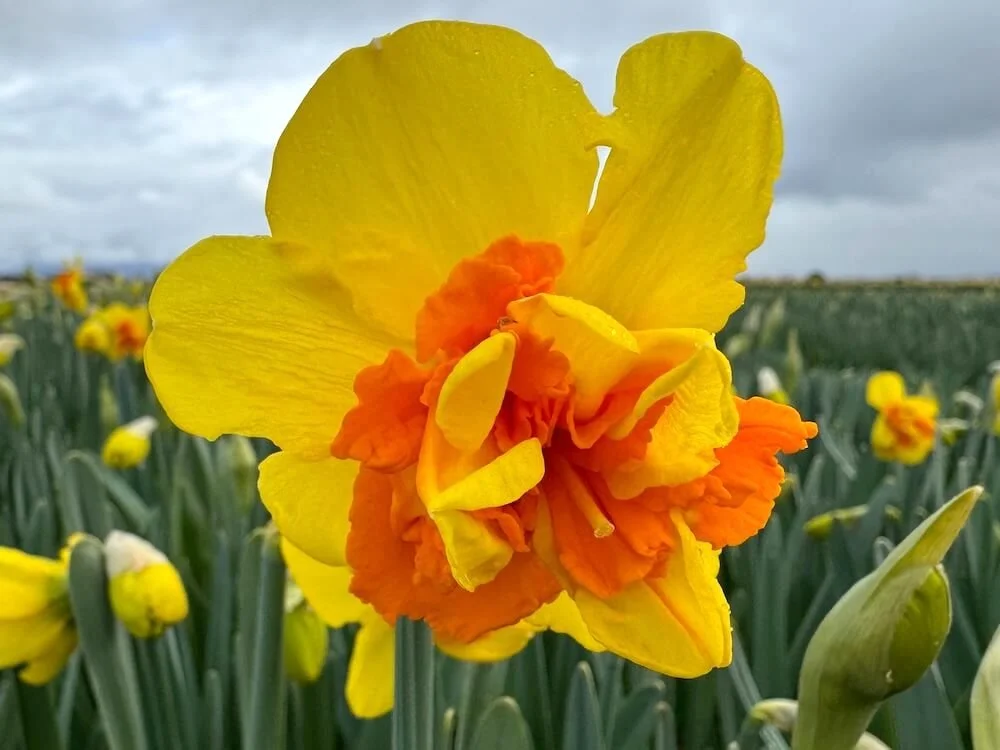 Narcissus 'Le Torch' 02.jpeg