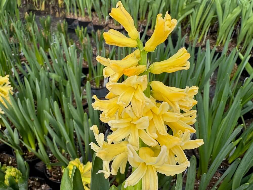 Hyacinthus orientalis 'City of Haarlem' 02.jpeg