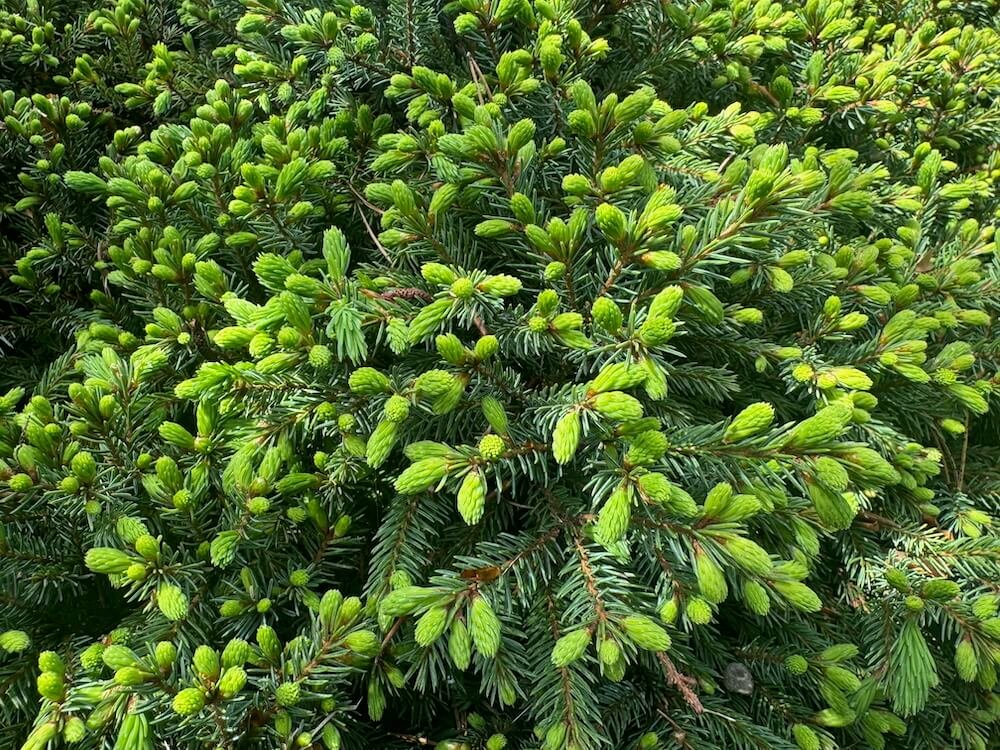 Picea mariana 'Ericoides' 01.jpeg