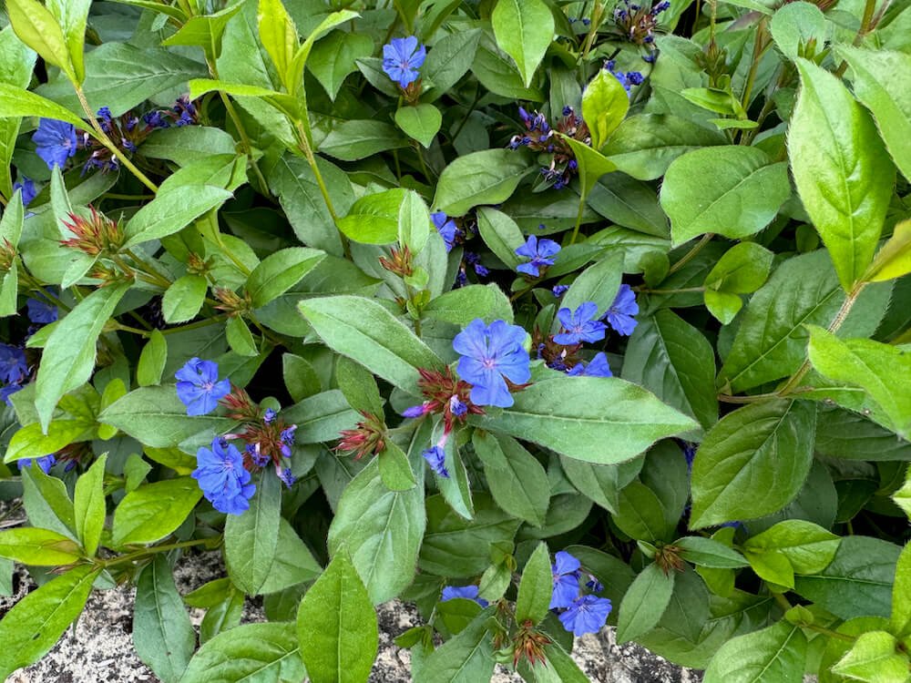 Ceratostigma willmottianum 03.jpeg