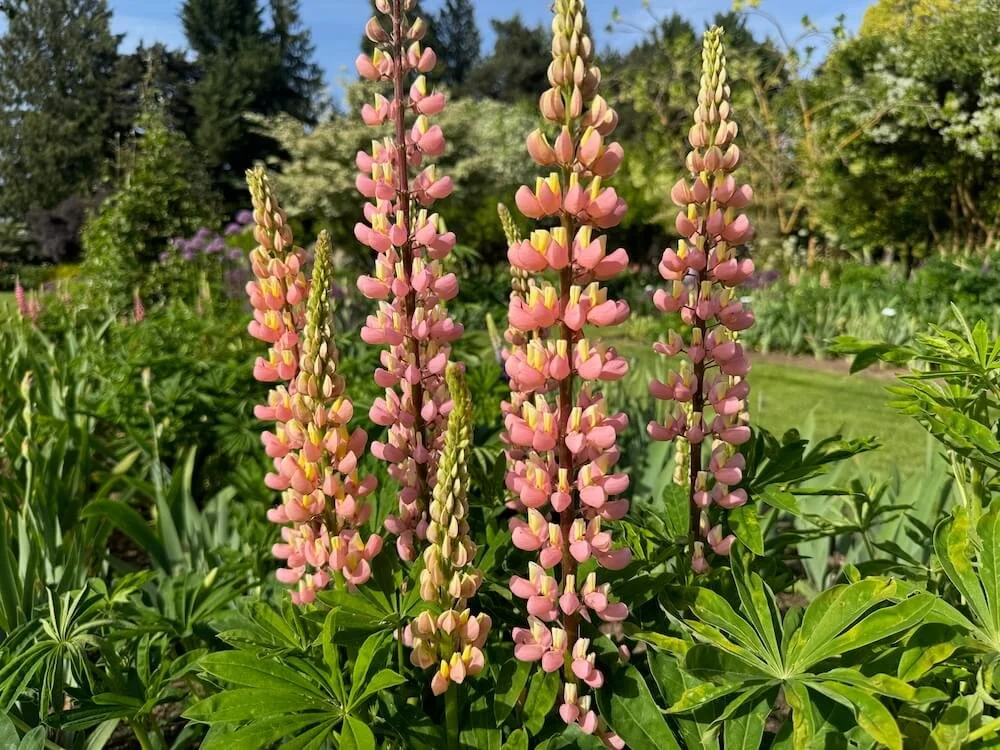 Lupinus polyphyllus 'Pink and Yellow' 03.jpeg