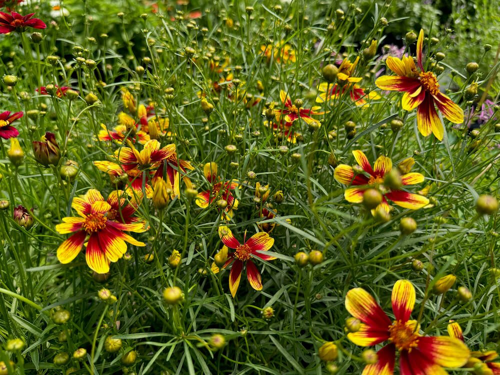 Coreopsis verticillata 'Bengal Tiger' 02.jpeg