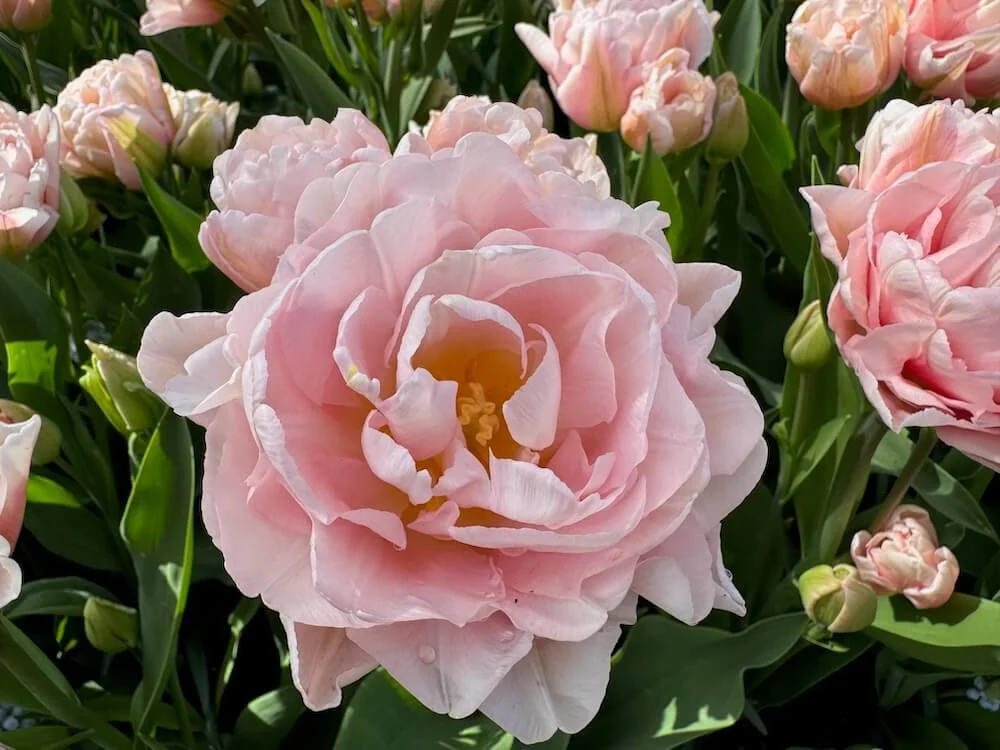 Tulipa 'Powderpuff' | Powderpuff Double Tulip