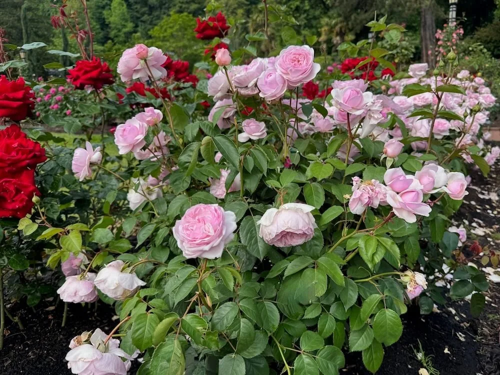 Rosa 'Olivia Rose Austin' 03.jpeg