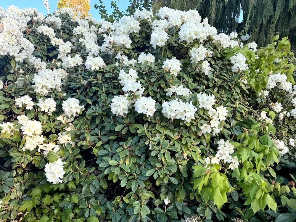 Rhododendron × ‘Unique’ 03.jpeg